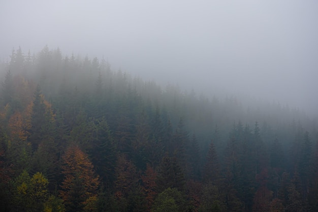 印迹和印记什么意思区别